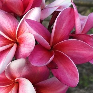 Meet your Posher, Nicoya